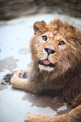 Obraz na płótnie Canvas zabawny lew