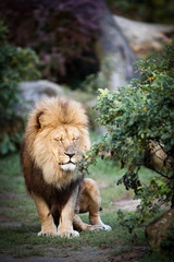Close-up portrait of a majestic lioness