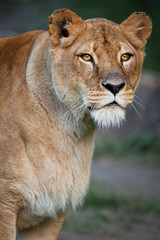 Obraz premium Close-up portrait of a majestic lioness