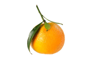 Tangerine on branch.