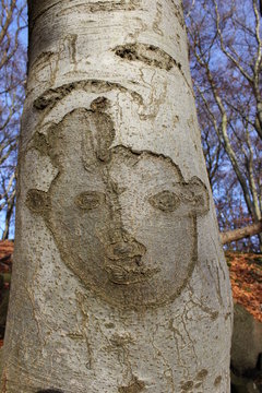 Baumgesicht