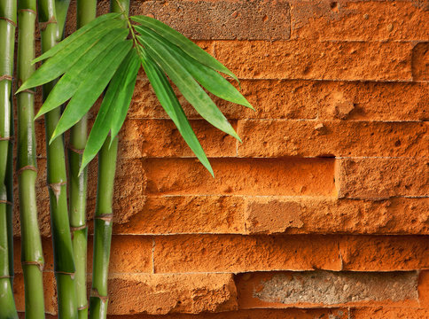 Green Bamboo in the red brick wall