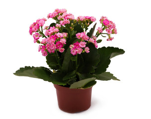 Plant in the pot with pink flowers isolated on white