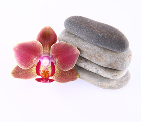 Pile of stones and an orchid flower on a white