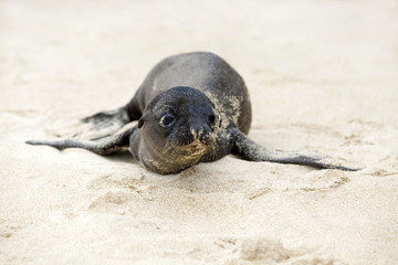 Newborn Sea Lion