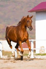 chestnut arabian horse runs gallop