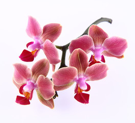 Fototapeta na wymiar Orchid flowers on a branch on white background