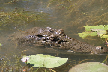 Coccodrillo 4