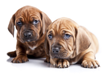 Two happy dogs on white isolated background
