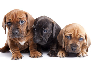 Three happy dogs on white isolated background