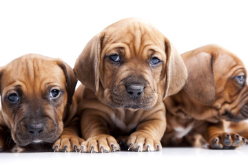 Three happy dogs on white isolated background