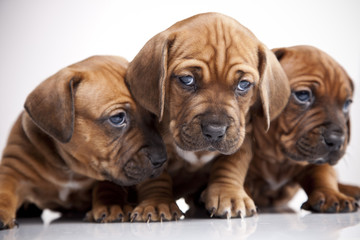 Three happy dogs on white isolated background