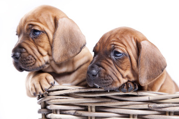 Young happy dogs in basket
