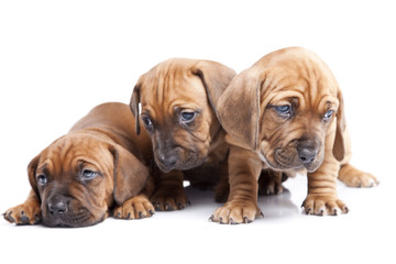 Obraz premium Three happy dogs on white isolated background