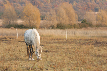 Obraz premium white horse eating