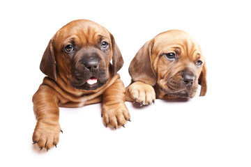 Obraz premium Two young, beautiful dogs send a message!