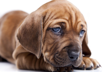 Obraz premium Single happy dog on white isolated background