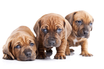 Three happy dogs on white isolated background