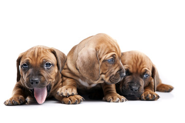 Three young happy dogs isolated on white background