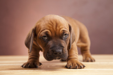 Single young happy dog on wooden floor