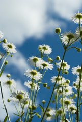 chamomile flowers