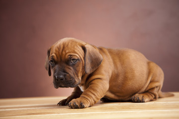 Single young happy dog sitting on wooden floor