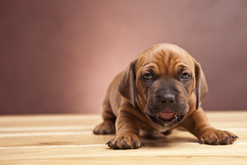 Single young happy dog sitting on wooden floor