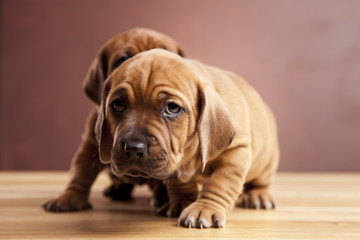 Two young happy dogs sitting on wooden floor