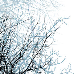 winter background with trees