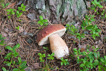 Mushroom in the grass