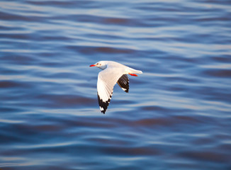 Seagull flying