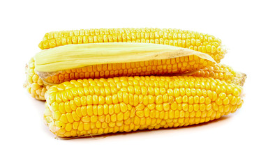 corn on cob isolated on white background