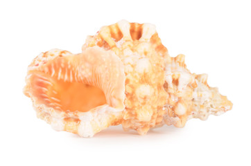 Obraz na płótnie Canvas Sea shell isolated on a white
