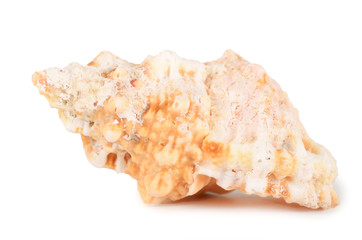 Sea shell isolated on a white