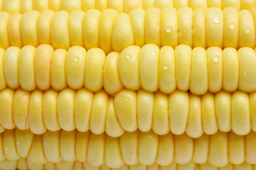 The Close-up of Corn