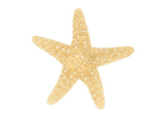 Sea star