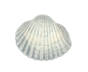 shell