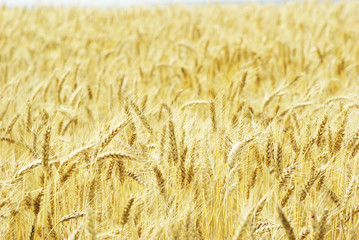 wheat