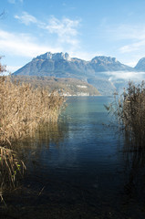 Reeds on Annecy lake and mountains