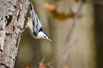White-Breasted Nuthatch Clinging to Tree
