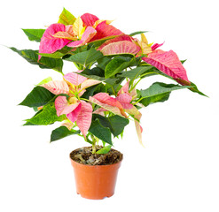 Poinsettia plant isolated against white background