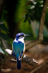 モリショウビン