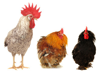 cocks