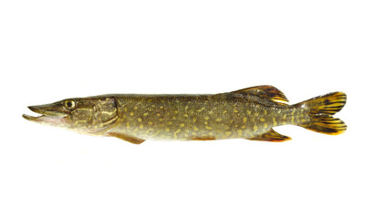 pike