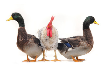 duck