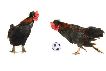 black cocsk © fotomaster