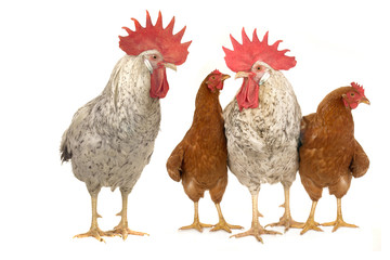 cock and brown hen