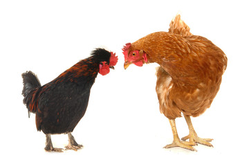 hens