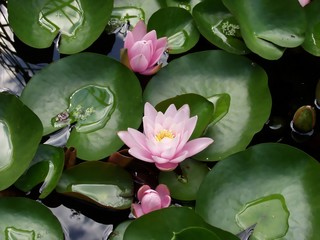Seerose