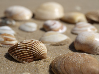 Muscheln am Strand bei Olhos du Agua